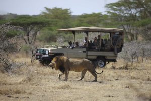 Mwiba Lodge Tanzania Walking Safaris12
