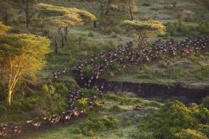 Mwiba Lodge Tanzania Walking Safaris14