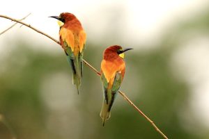 Mwiba Lodge Tanzania Walking Safaris15