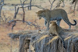 Mwiba Lodge Tanzania Walking Safaris17