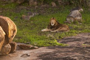 Mwiba Lodge Tanzania Walking Safaris18