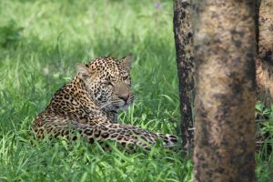 Mwiba Lodge Tanzania Walking Safaris24