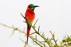 Mwiba Lodge Tanzania Walking Safaris25