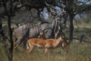 Mwiba Lodge Tanzania Walking Safaris27