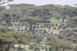 Mwiba Lodge Tanzania Walking Safaris28
