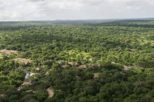 Mwiba Lodge Tanzania Walking Safaris29