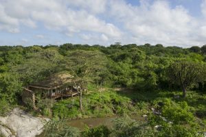 Mwiba Lodge Tanzania Walking Safaris31