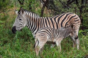 Rhino Ridge Safari Lodge South Africa1