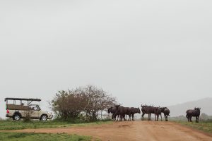 Rhino Ridge Safari Lodge South Africa2