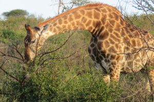 Rhino Ridge Safari Lodge South Africa45