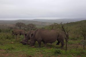 Rhino Ridge Safari Lodge South Africa6