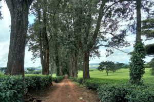 malawi satemwa huntingdon house14