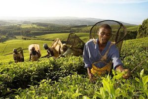 malawi satemwa huntingdon house5