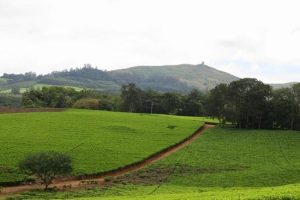 malawi satemwa huntingdon house6