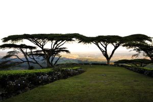 malawi satemwa huntingdon house7