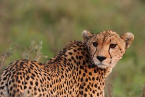 tanzania serengeti naona moru camp1