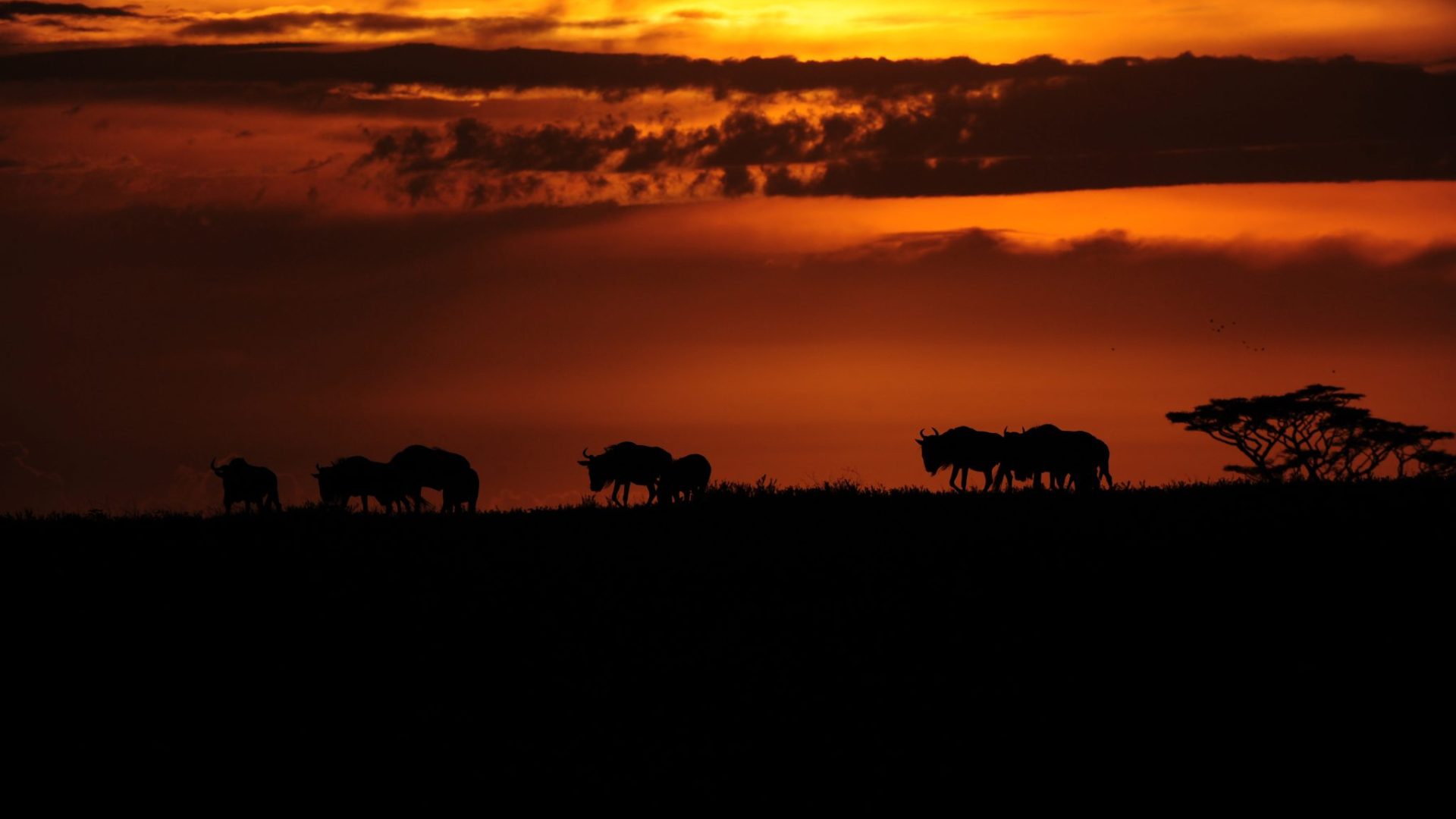 tanzania serengeti naona moru camp10