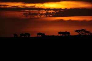 tanzania serengeti naona moru camp10