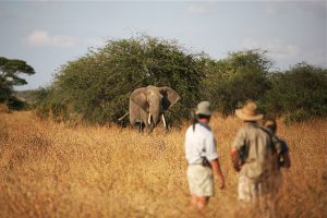 tanzania serengeti naona moru camp12