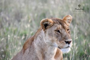 tanzania serengeti naona moru camp20