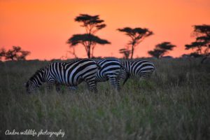 tanzania serengeti naona moru camp21