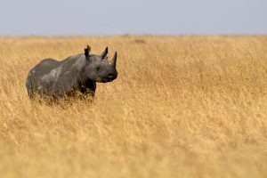 tanzania serengeti naona moru camp9