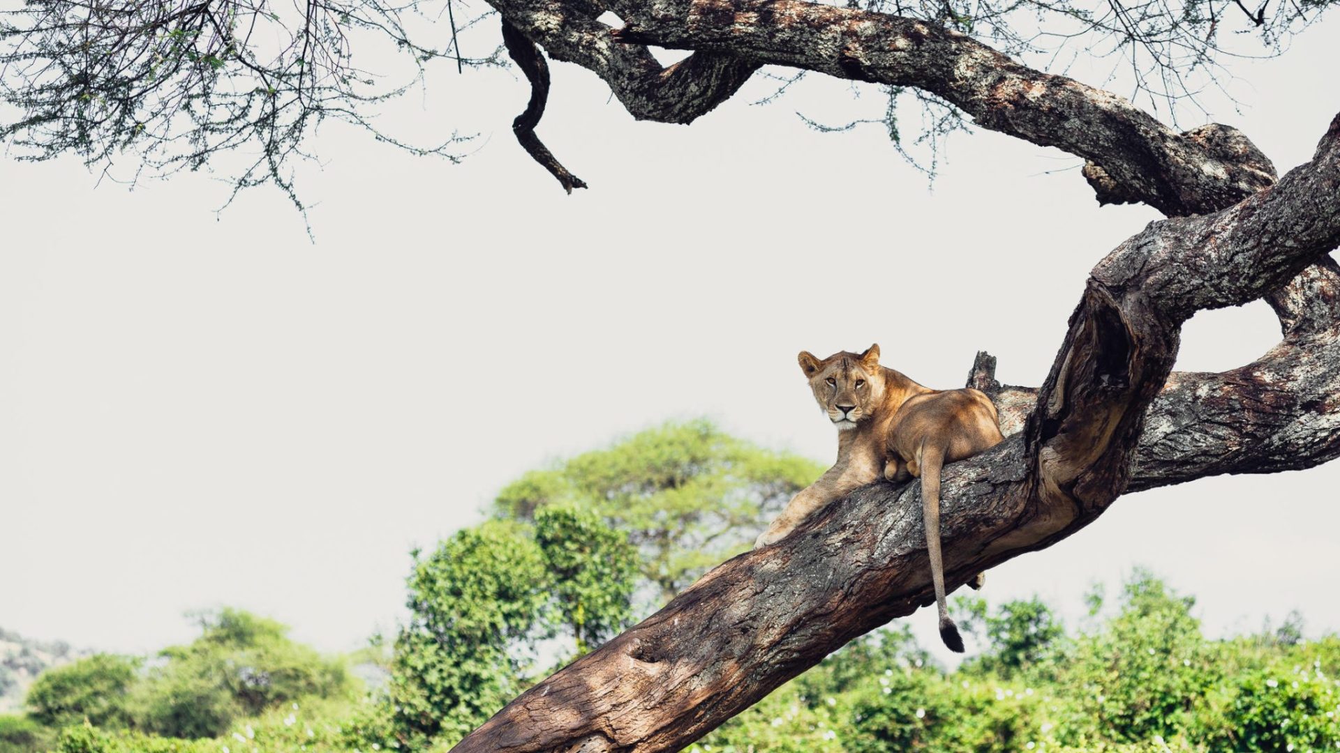 tanzania tarangire sanctuary swala camp19