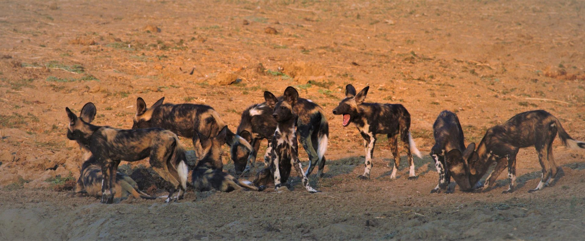 zimbabwe mana pools ingwe pan20