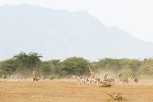 kenya rift valley shompole wilderness camp 12