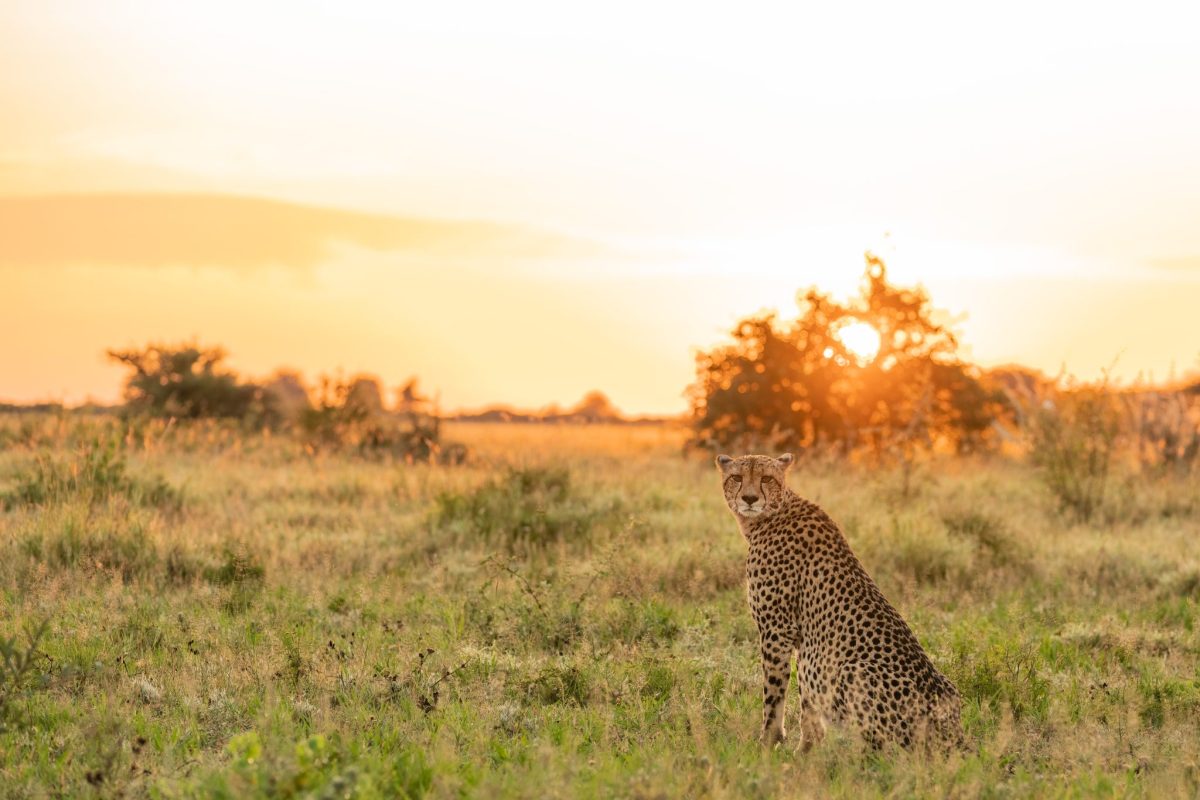 frank botswana nxai pan cheetah green season