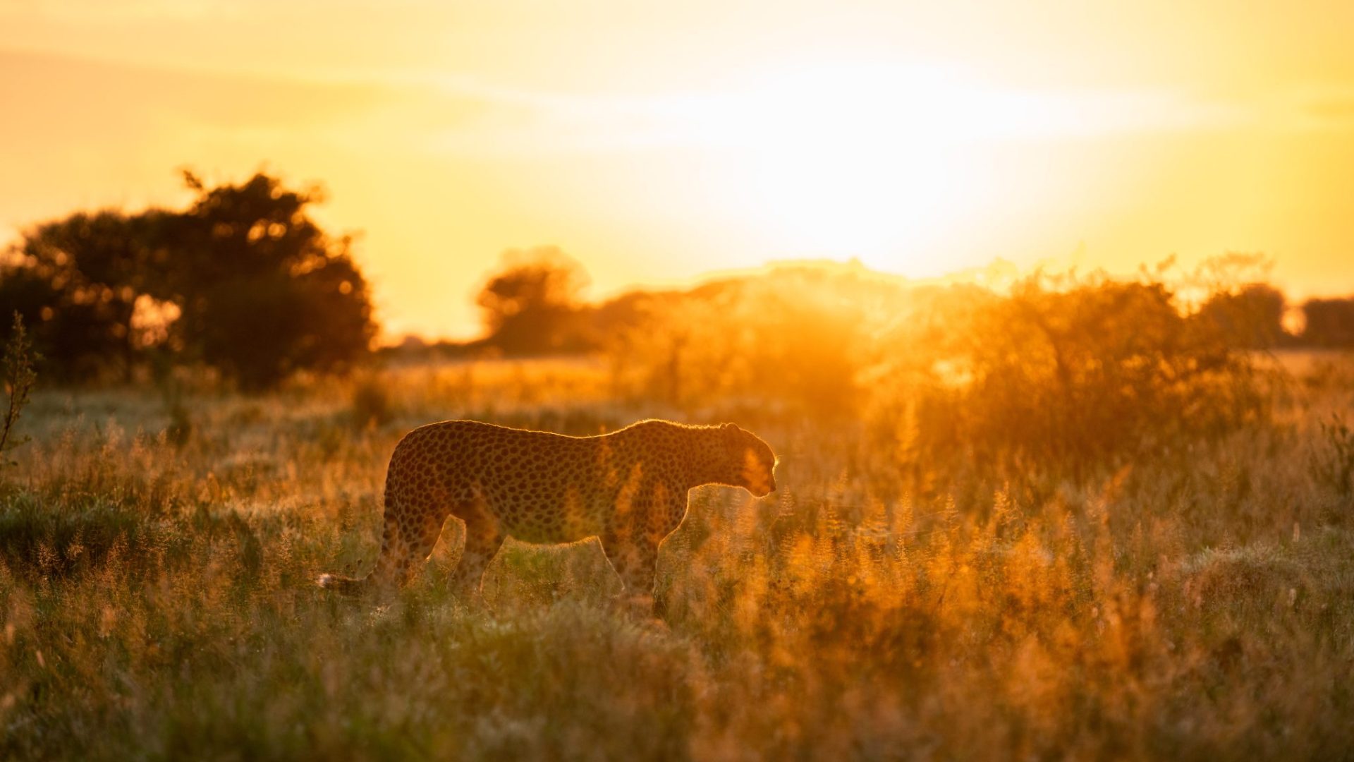 frank botswana nxai pan cheetah sunrise green season