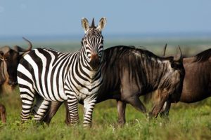 Serengeti Ndutu Kati Kati Tented Camp Safari Frank Tanzania7