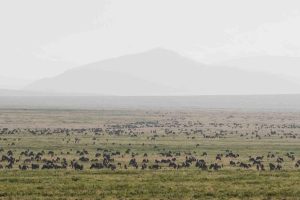 Serengeti Ndutu Kati Kati Tented Camp Safari Frank Tanzania8