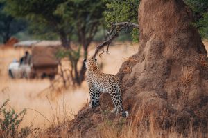 Okunjima luxury bush camp namibia34