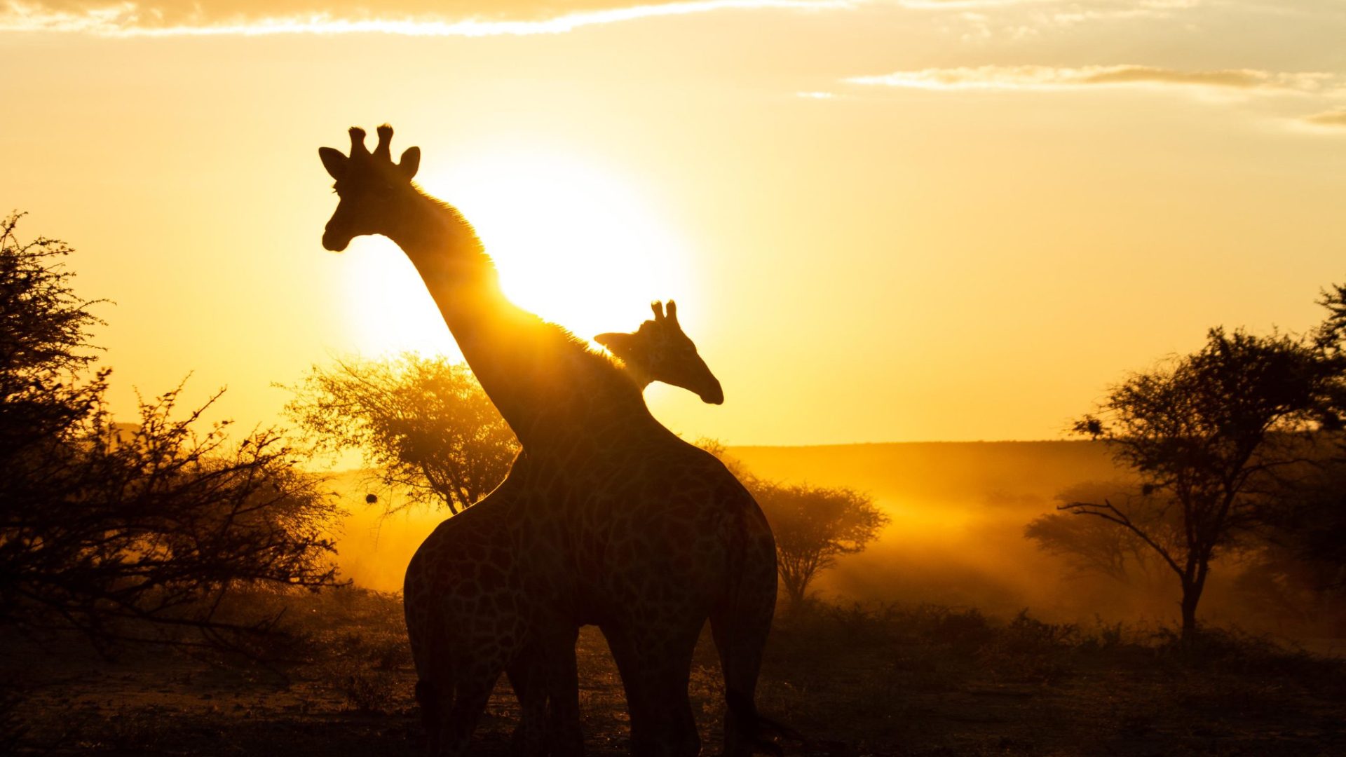 Okunjima luxury bush camp namibia39