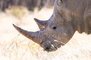 Okunjima luxury bush camp namibia45