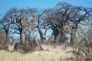 Ghoha Hills Savuti Botswana SafariFrank Botswana1