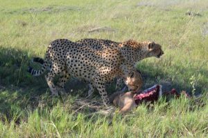 Ghoha Hills Savuti Botswana SafariFrank Botswana2