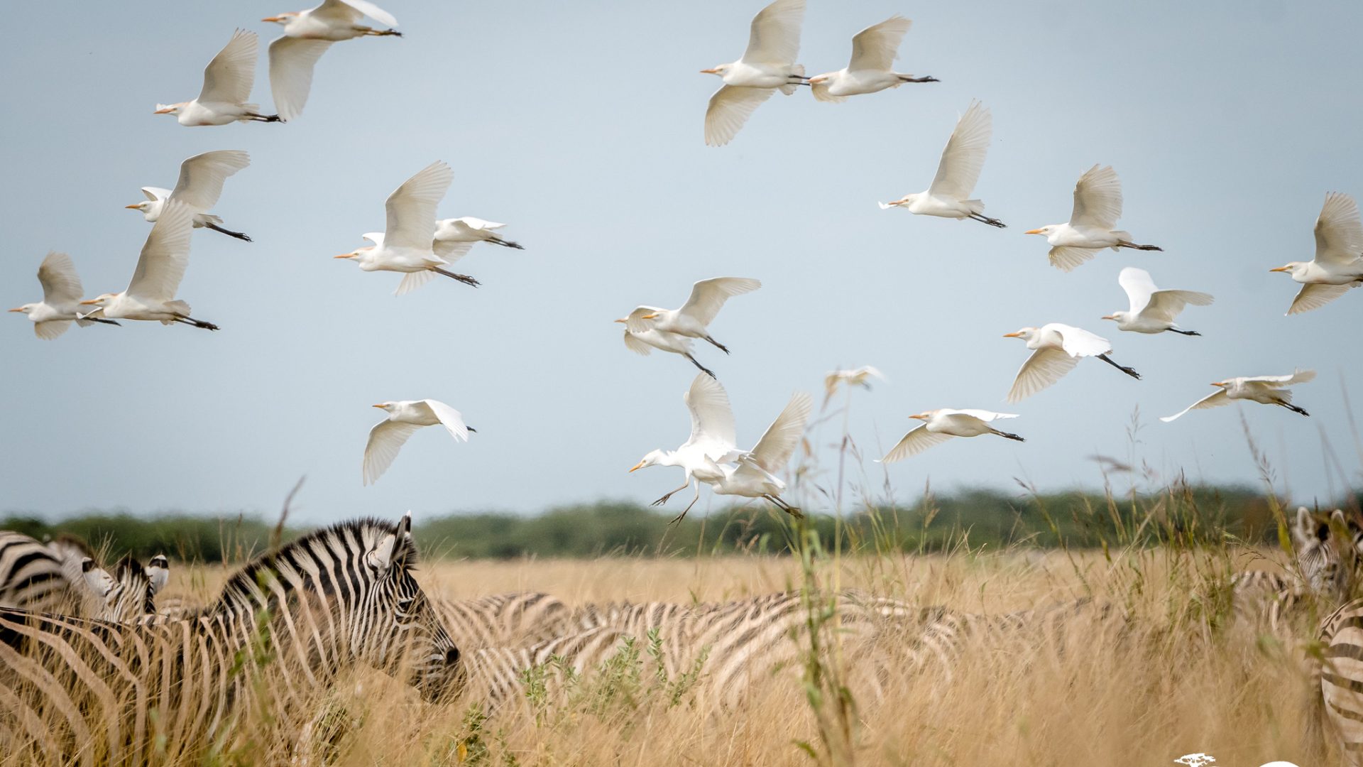 Ghoha Hills Savuti Botswana SafariFrank Botswana5