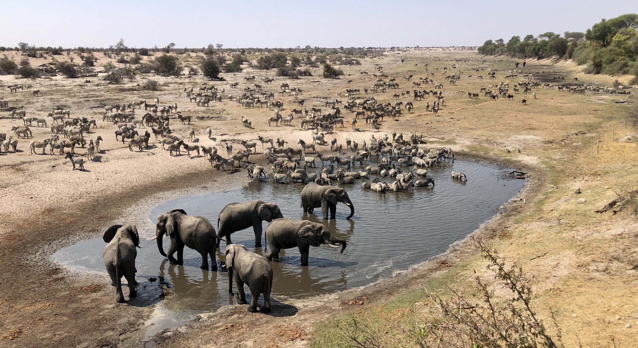 Moela Safari Lodge SafariFrank Botswana Zebra Migration2