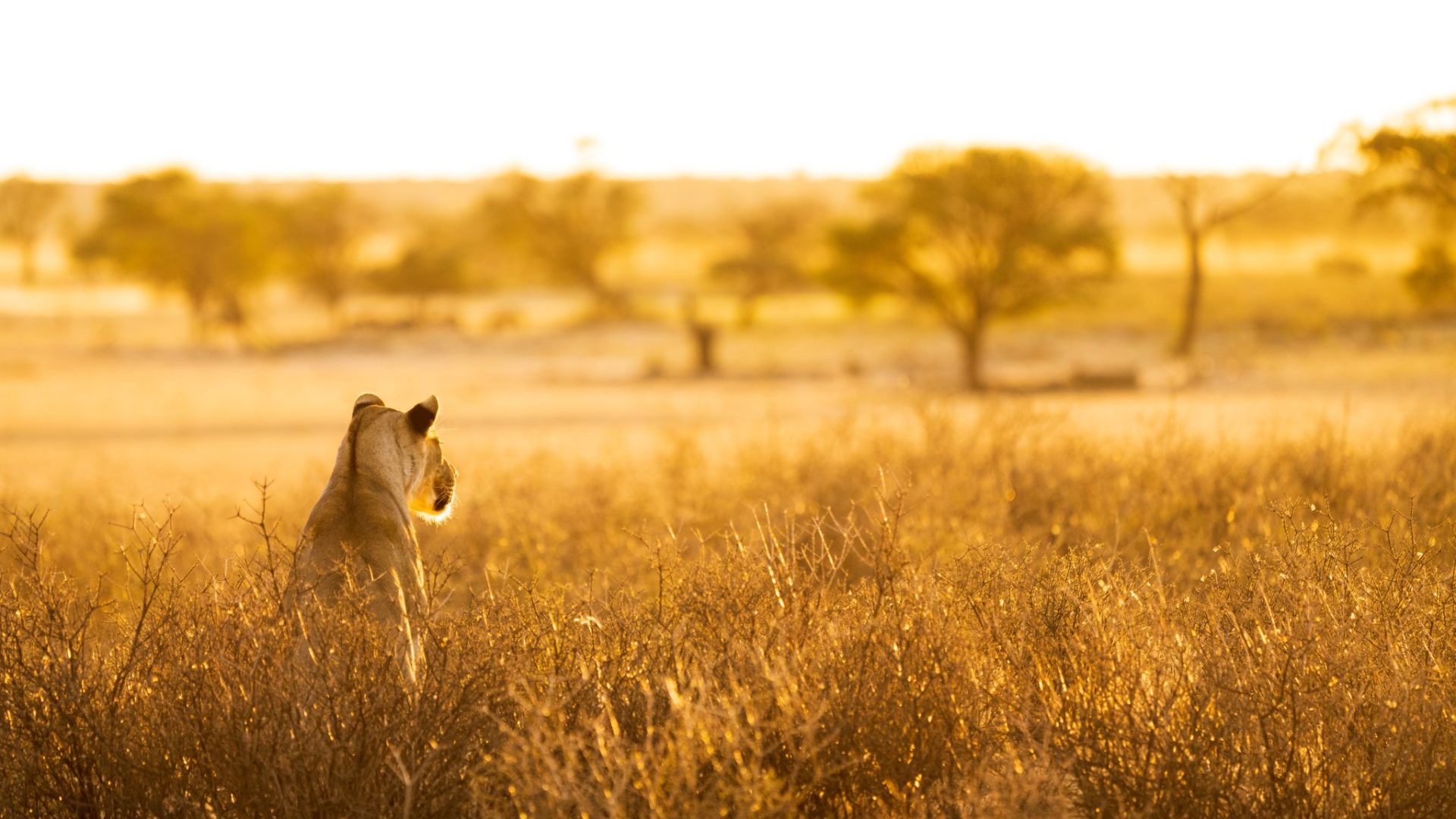 Frank Wildlife Photography Safarifrank4