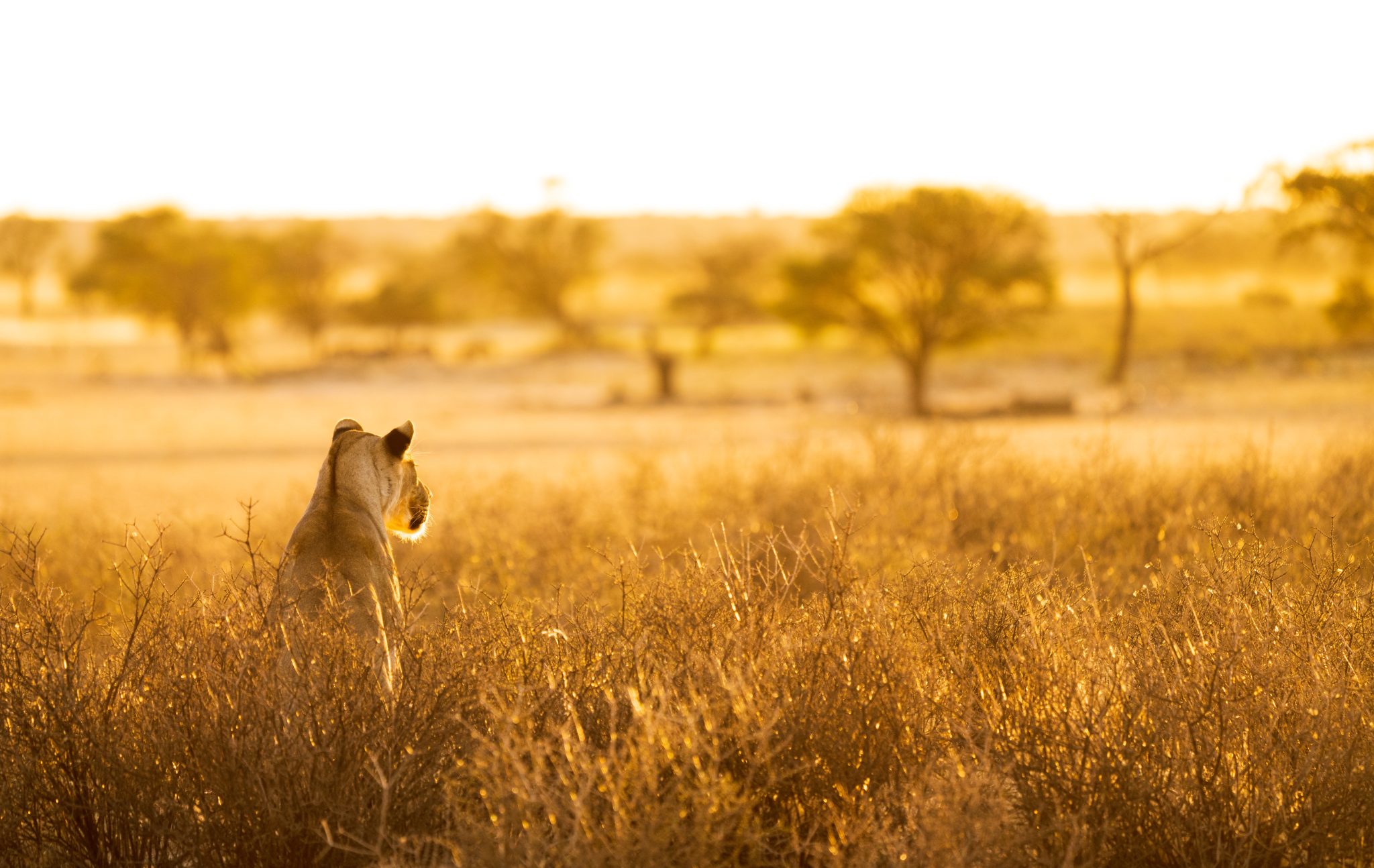Frank Wildlife Photography Safarifrank4 Frank Wildlife Photography Safarifrank4
