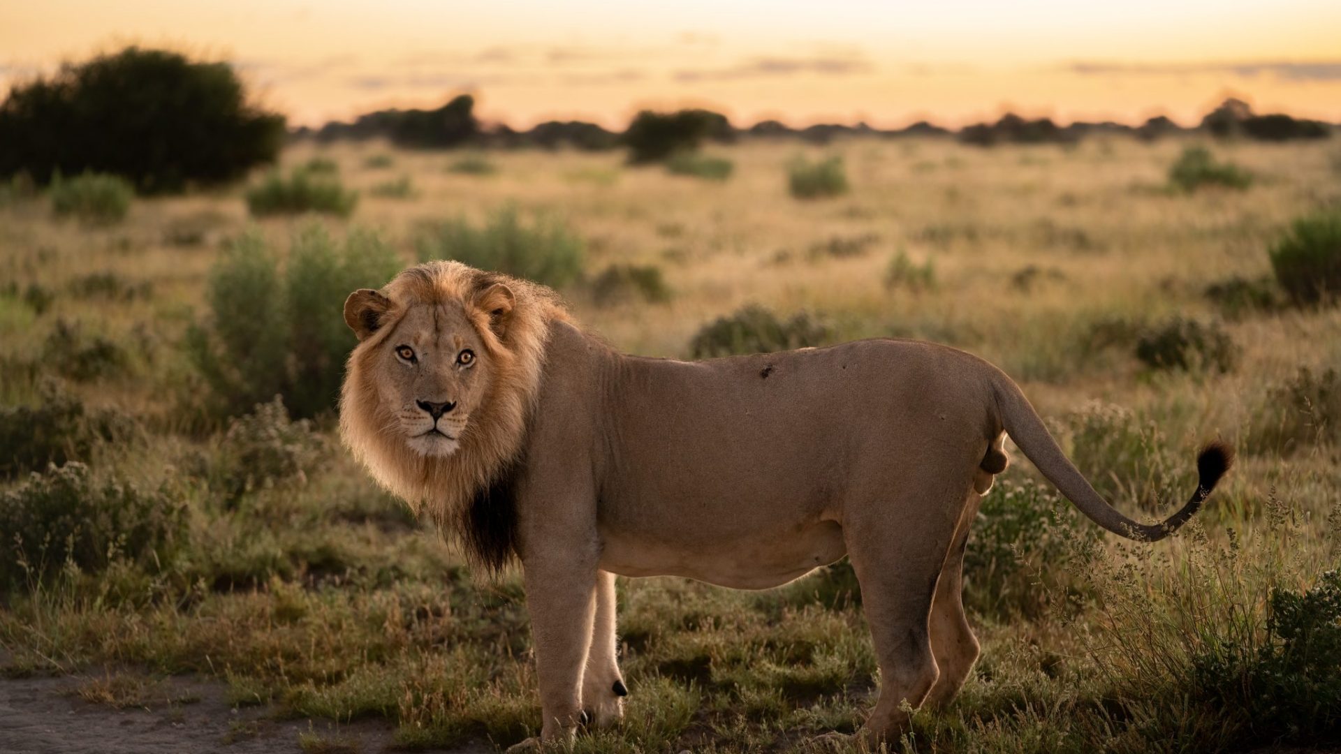 Frank Wildlife Photography Safarifrank6