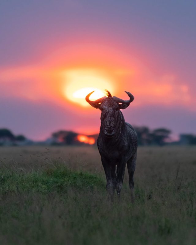 Frank Wildlife Photography Safarifrank9 scaled