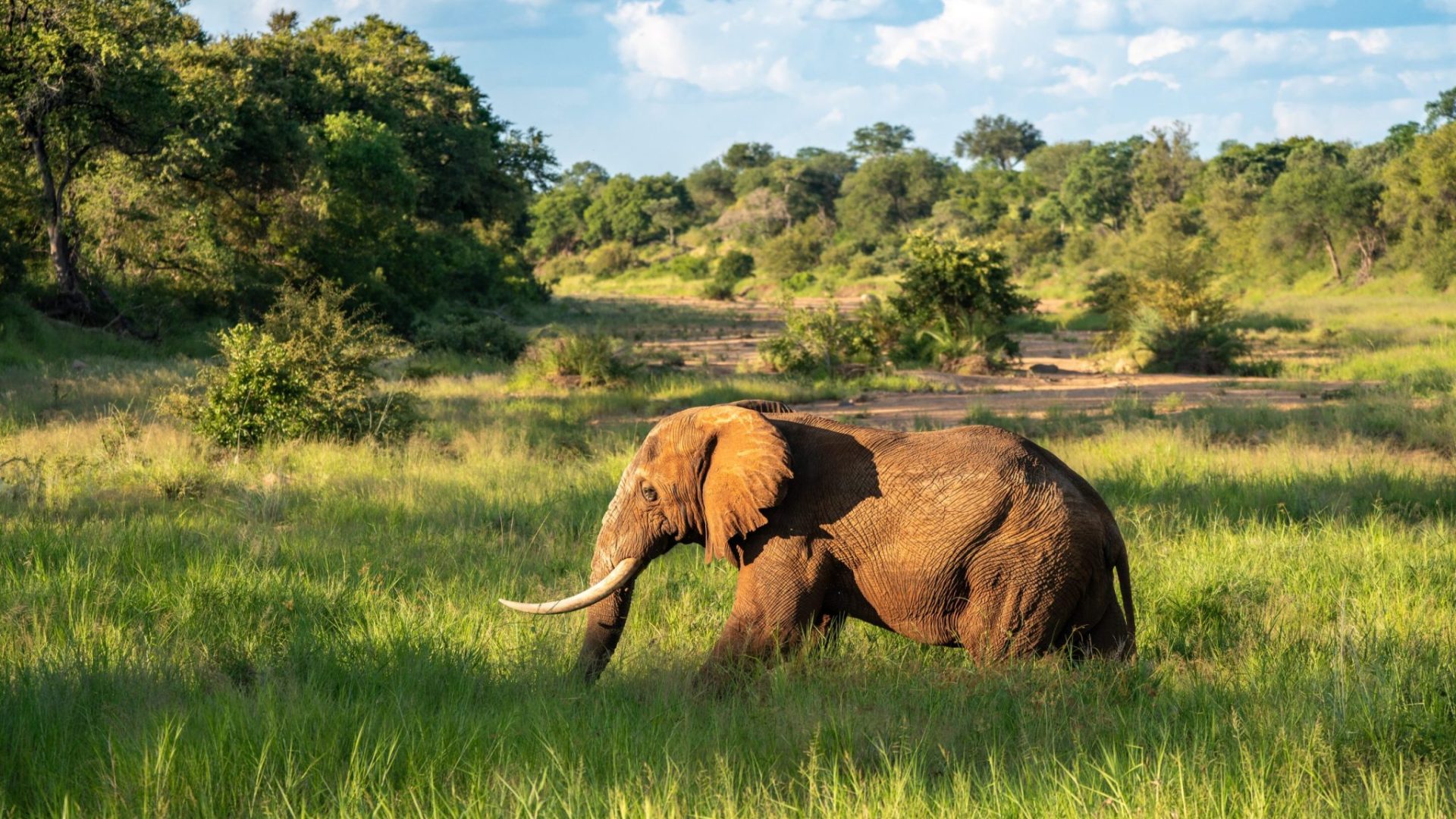 Frank Wildlife Photography Safarifrank8 scaled