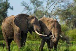 Amanazi Luxury Tented Camp Lower Zambezi Zambia8