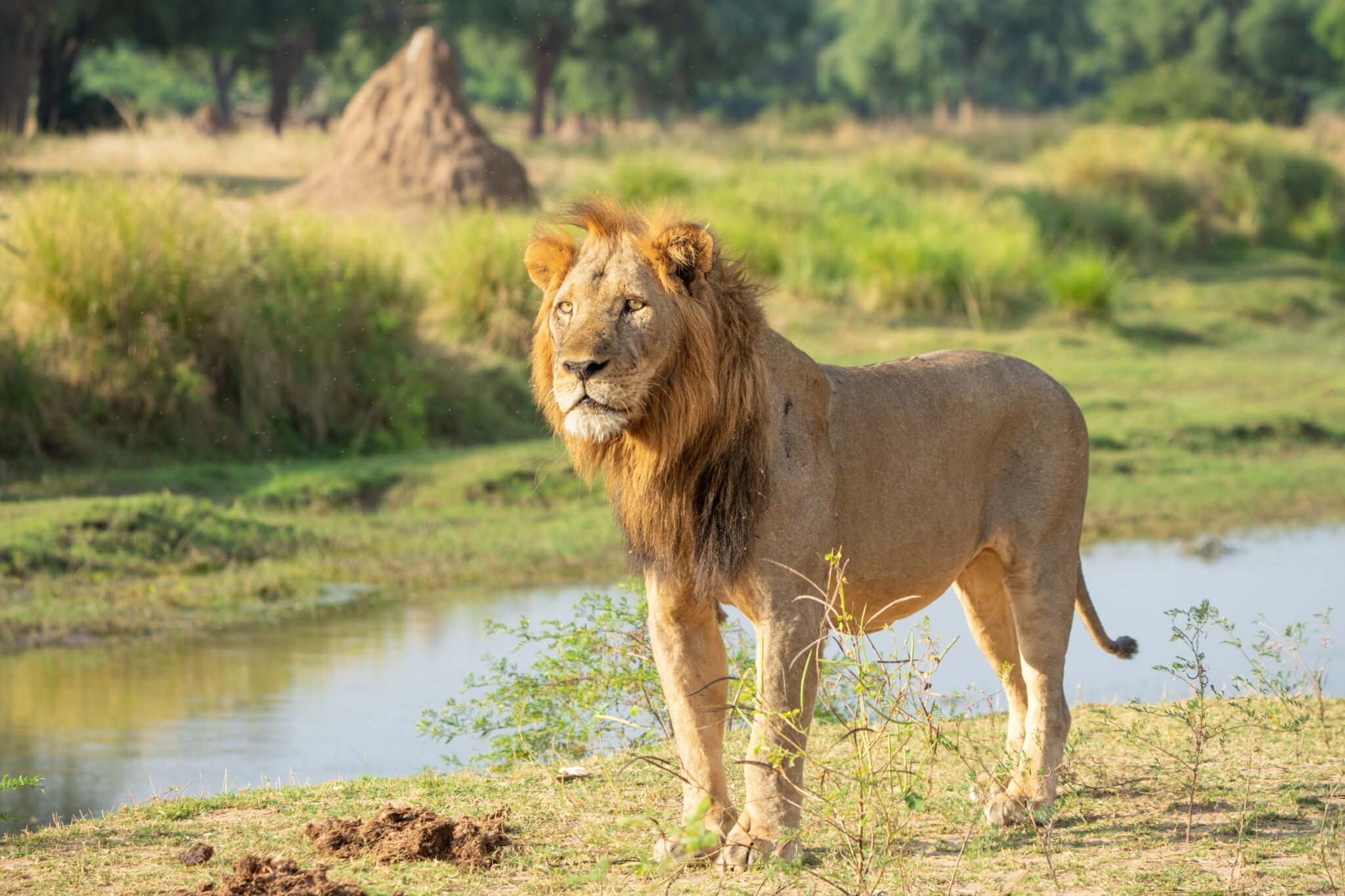 Lower Zambezi Wildlife 05 2025 Kutali Camp leopard elephant lion7