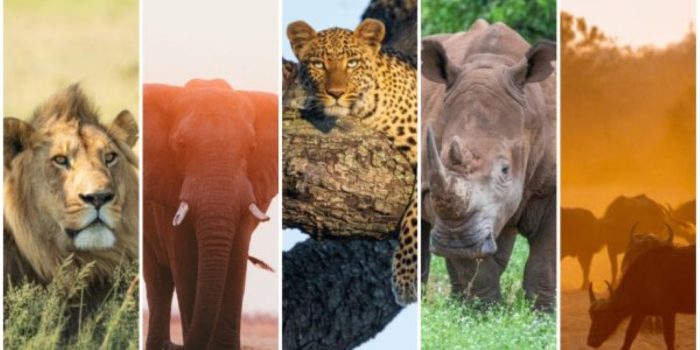 safariFRANK Big5