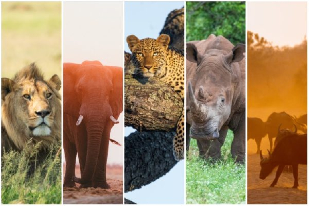 safariFRANK Big5