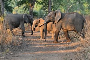Mozambique Gorongosa Safaris Chicari Camp (3)